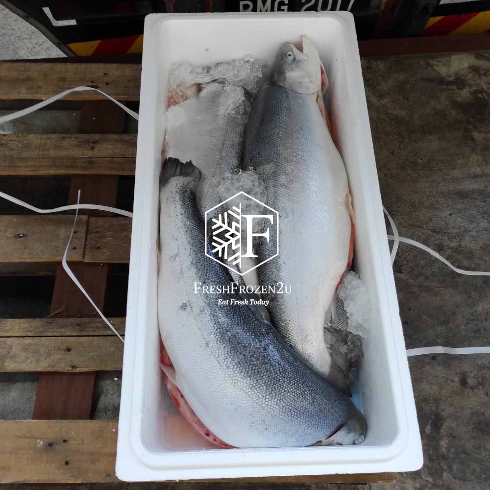 Fish Salmon Trout Norway (Half fish) (±2.1 kg) 挪威三文鱼(半切)
