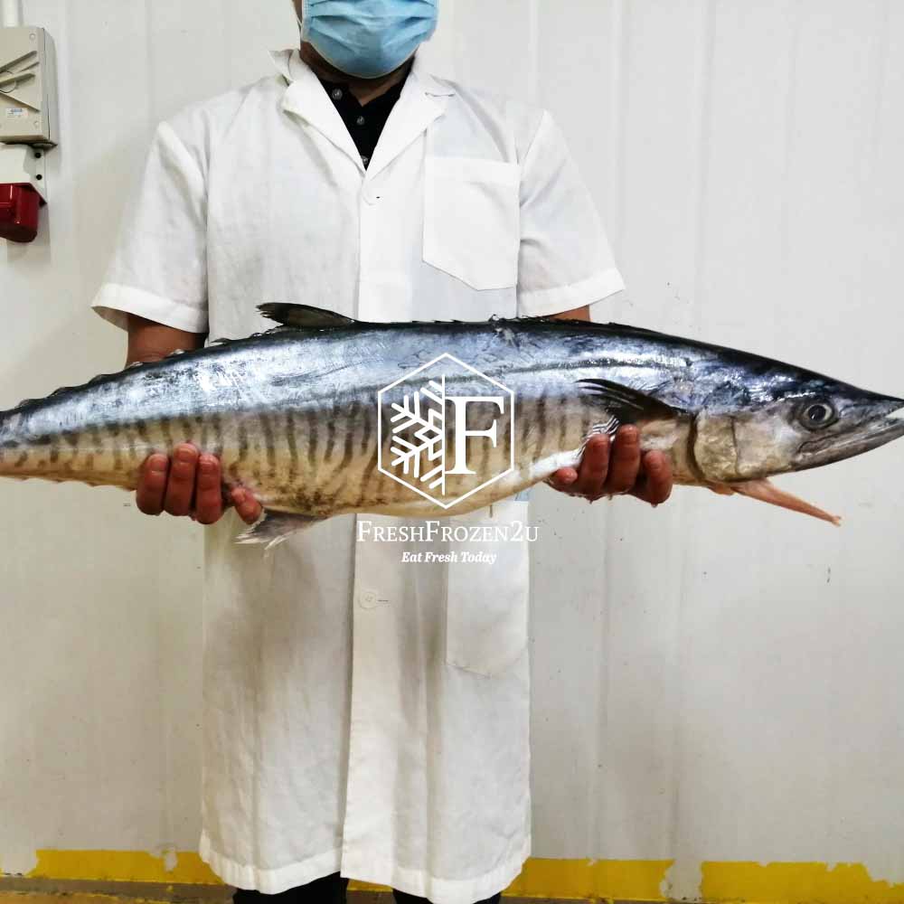 Wild Catch Mackerel Steak Cut (500g) 马鲛鱼片 Tenggiri