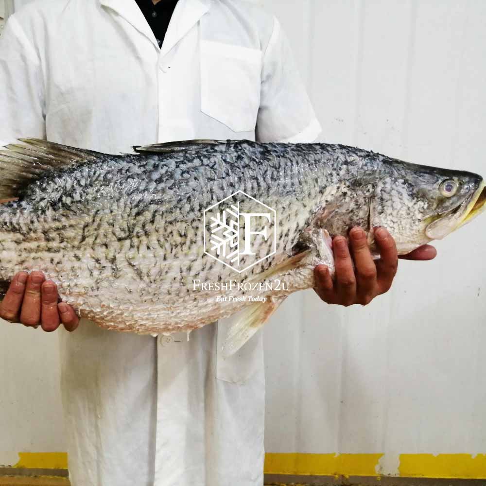 [Sabah Fish Promo] Wild Sea Bass Siakap Fish 海石甲鱼 (600 g)