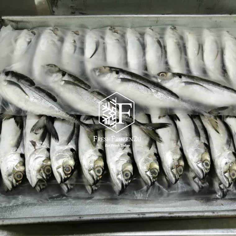 Fish Torpedo Scad Ikan Cencaru (1 kg)