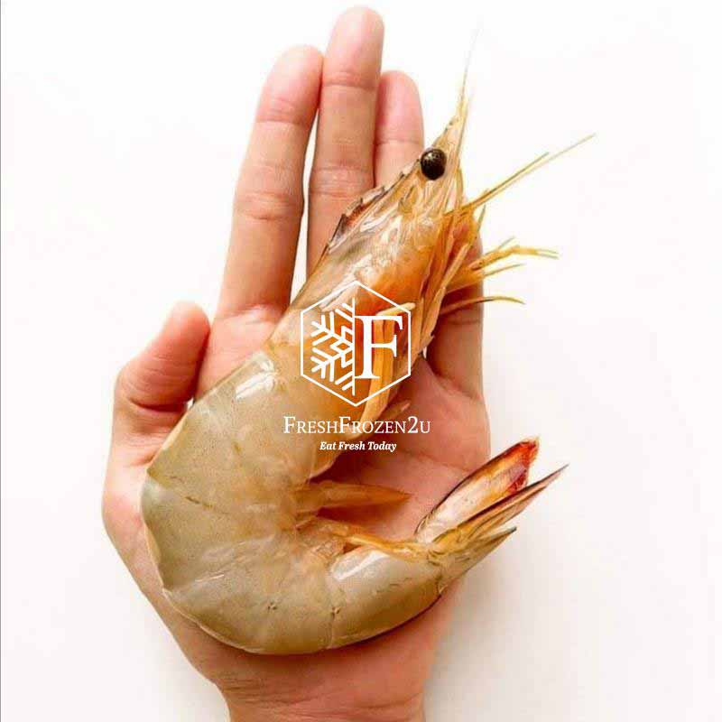 Sea White Prawn XL (21-25 pcs) (700 g) 明虾