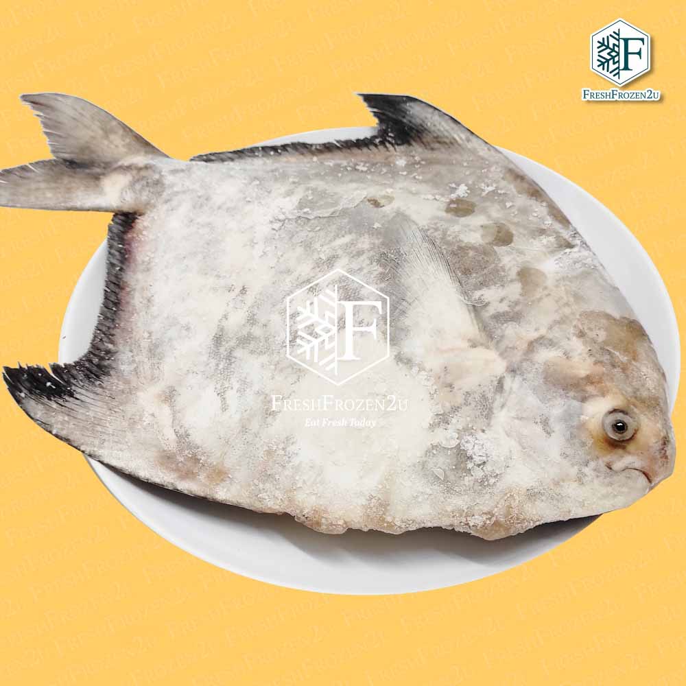 Fish Pomfret Chinese Cleaned (>1.1 kg) 沙巴斗鲳鱼