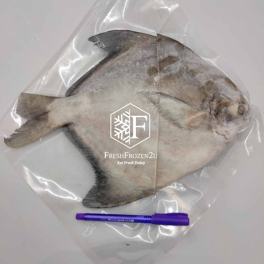 Fish Pomfret Chinese Cleaned (>1.1 kg) 沙巴斗鲳鱼