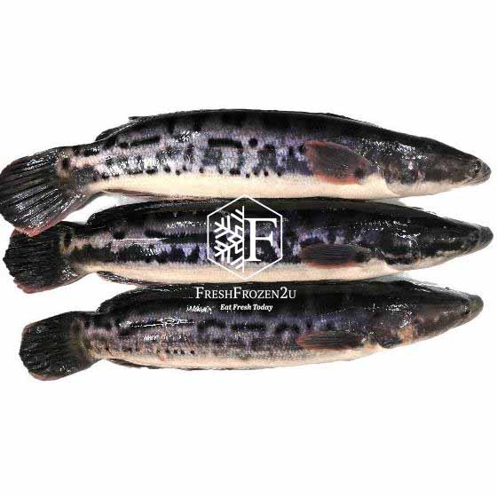 Fish Collar Toman (500 g) 鱼下巴