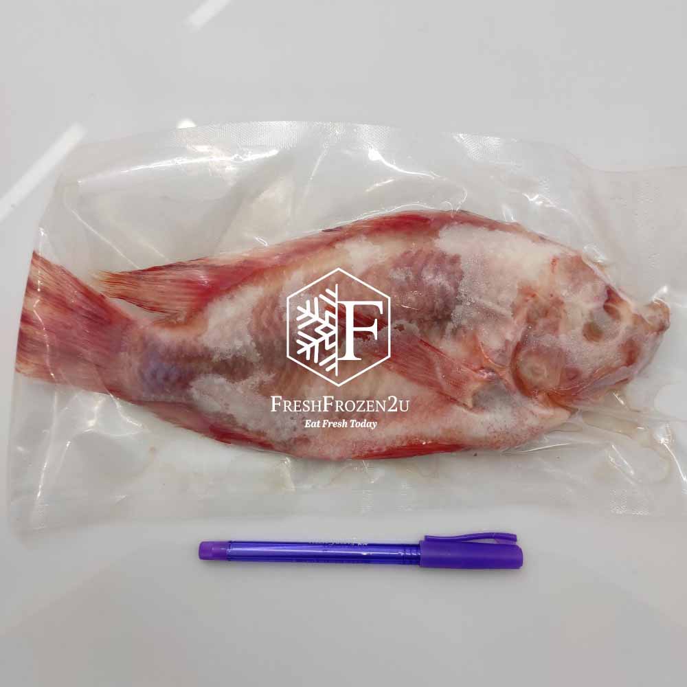 Fish Tilapia Red Cleaned 红非洲鱼 (350 g)