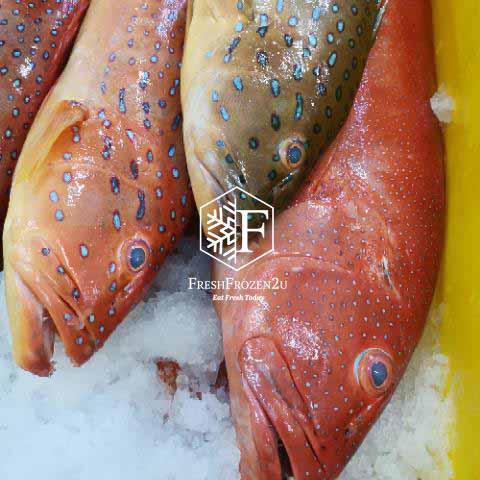 Fish Coral Trout (Cleaned) 七星斑