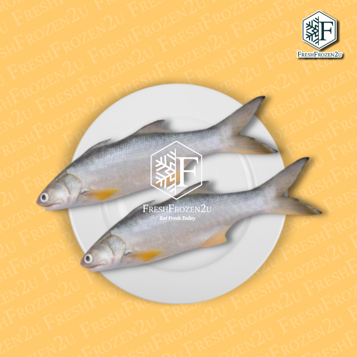 [Sabah Fish Promo] Threadfin Senangin Fish 马友鱼 (800g)