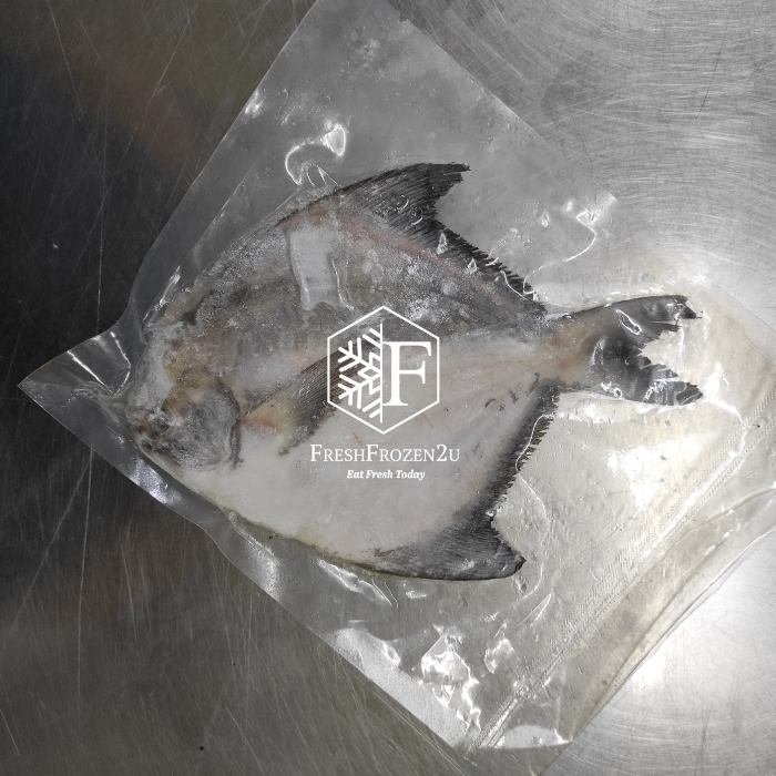 Sabah Chinese Pomfret Fish (350g) 斗鲳 Bawal Tambak