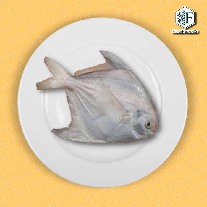 Chinese Pomfret Fish (350g) 斗鲳 Bawal Tambak