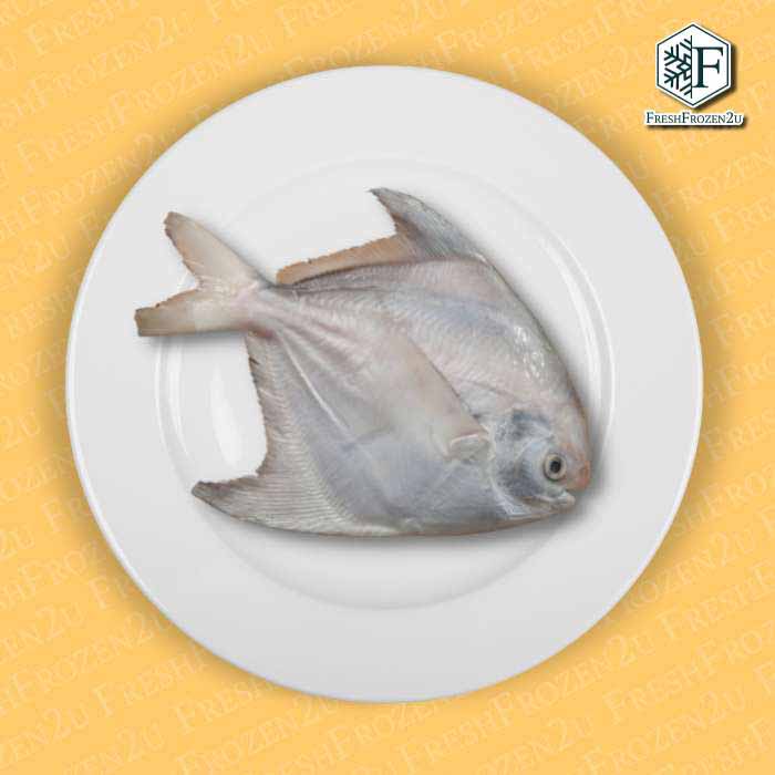 Sabah Chinese Pomfret Fish (350g) 斗鲳 Bawal Tambak