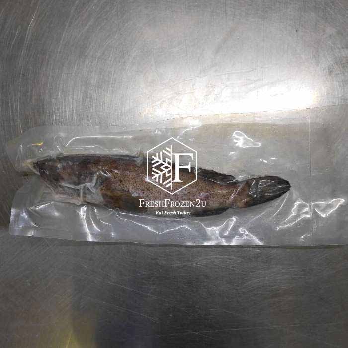 Grouper Fish (450g) 石斑鱼 Kerapu Batu