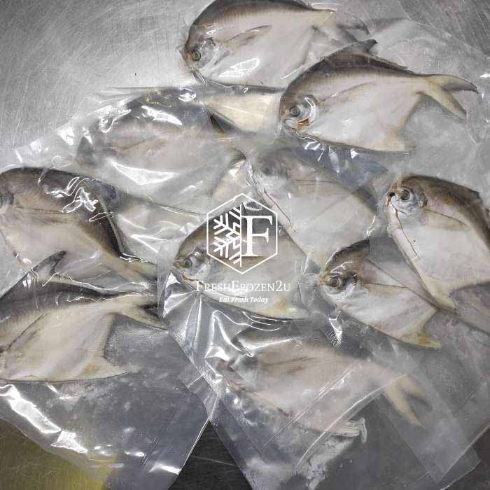 White Pomfret Fish (250g) 白鲳 Bawal Putih