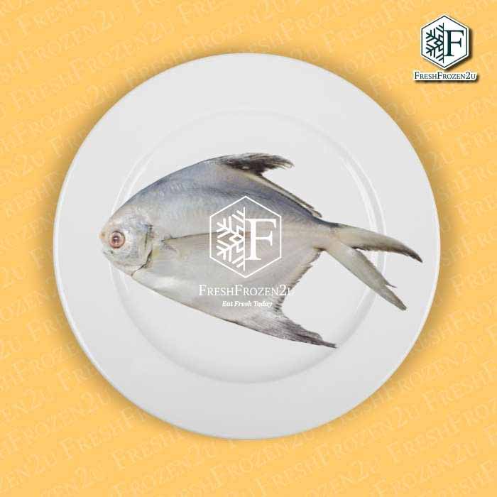 White Pomfret Fish (250g) 白鲳 Bawal Putih