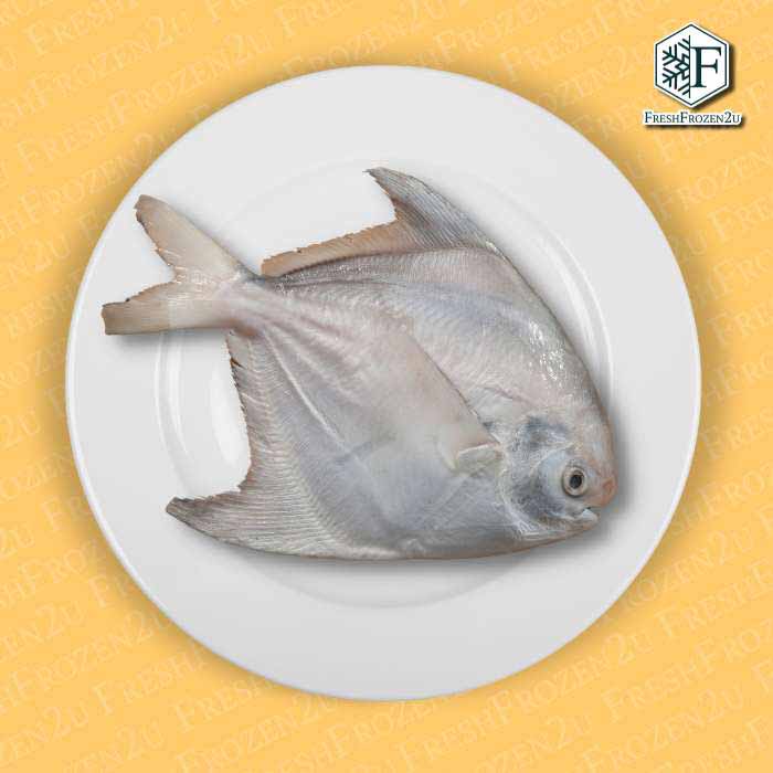 Chinese Pomfret Fish (450g) 斗鲳 Bawal Tambak