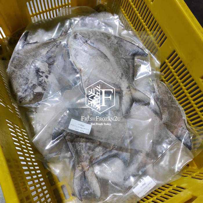 Chinese Pomfret Fish (550g) 斗鲳 Bawal Tambak