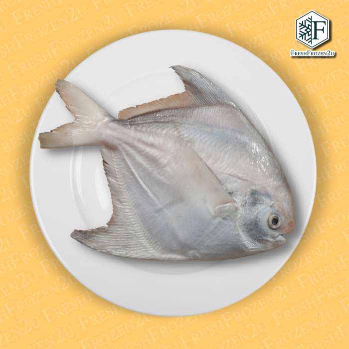 Chinese Pomfret Fish (550g) 斗鲳 Bawal Tambak