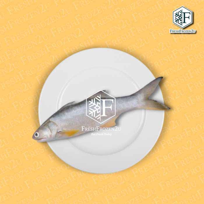Sabah Threadfin Senangin Fish (350g) 马友鱼
