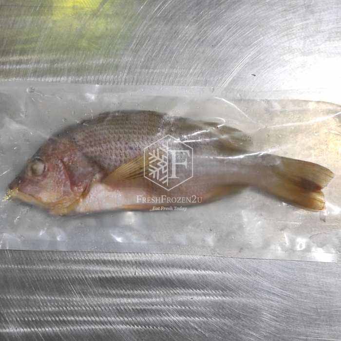 Sabah John Snapper Fish (550g) 红糟鱼