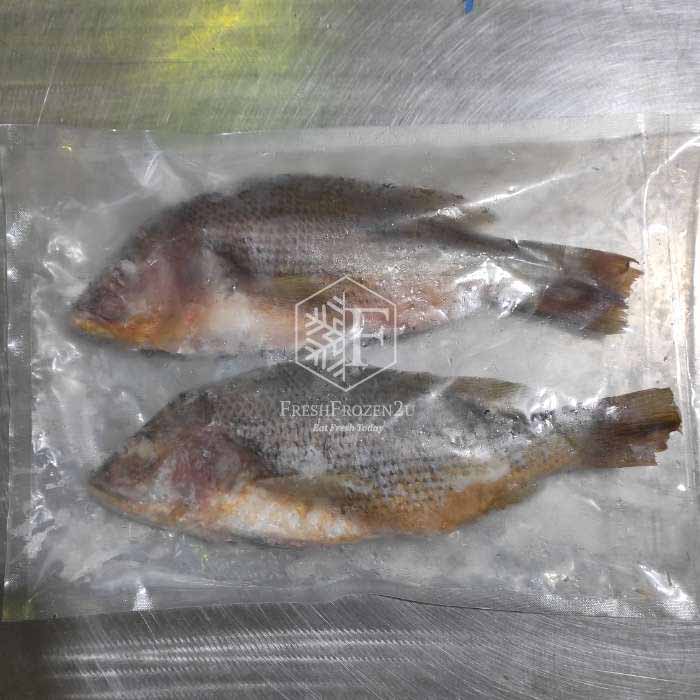 Sabah John Snapper Fish (1.4kg) 红糟鱼
