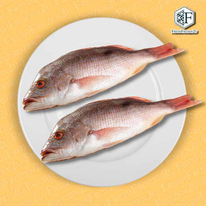Sabah John Snapper Fish (1.4kg) 红糟鱼
