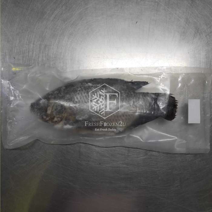 Black Tilapia (650g) 黑非洲鱼