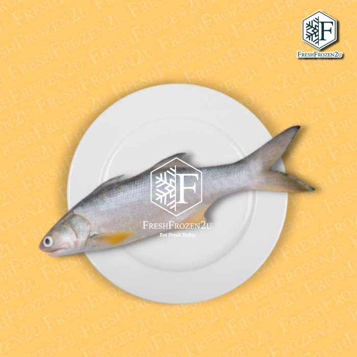 Sabah Threadfin Senangin Fish (900g-+) 马友鱼