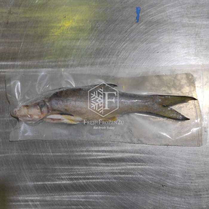 Sabah Threadfin Senangin Fish (900g-+) 马友鱼
