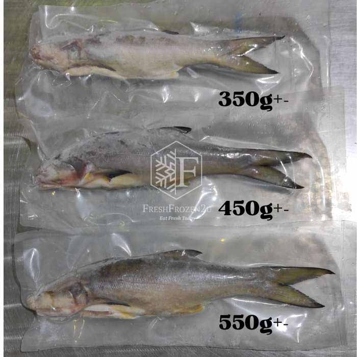 Sabah Threadfin Senangin Fish (900g-+) 马友鱼