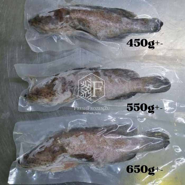 Grouper Fish (650g) 石斑鱼 Kerapu Batu