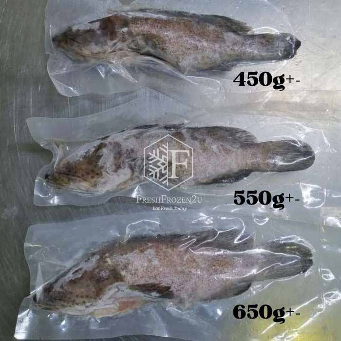 Grouper Fish (450g) 石斑鱼 Kerapu Batu