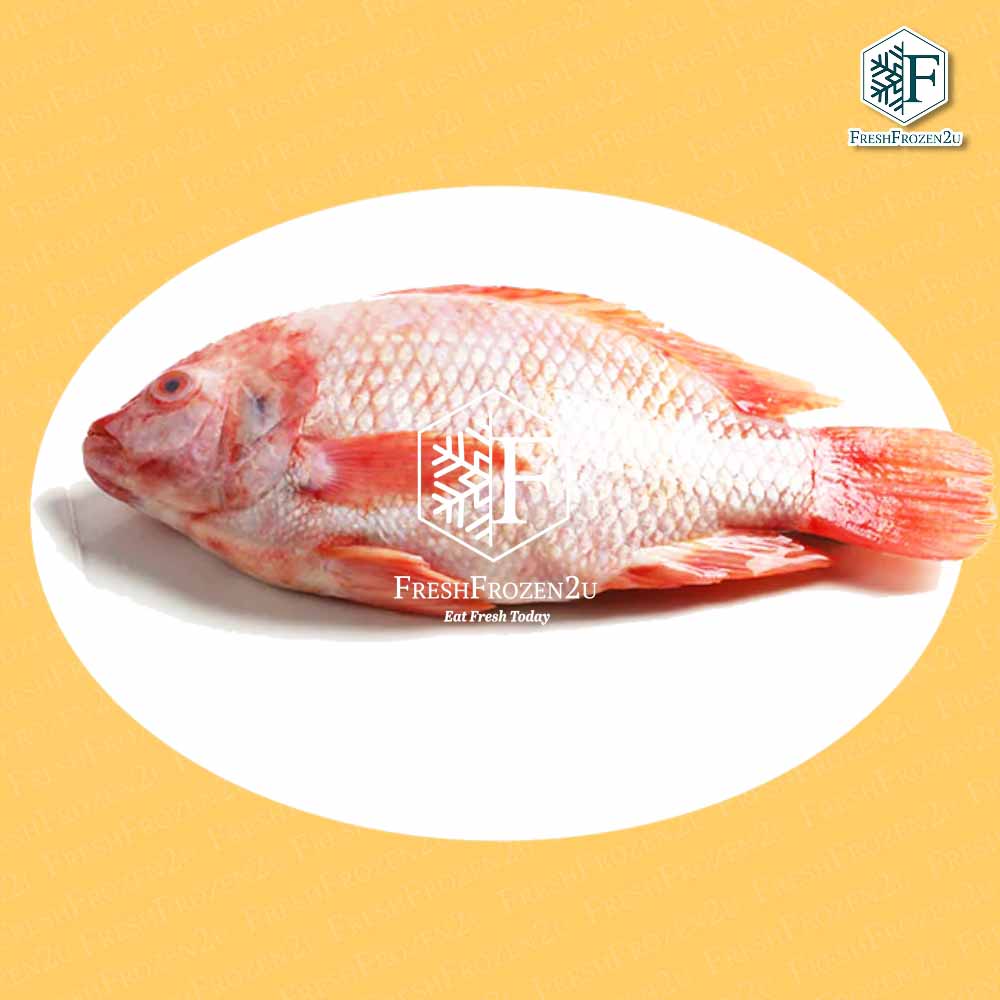 Fish Red Tilapia 红非洲鱼 (550gm+-)