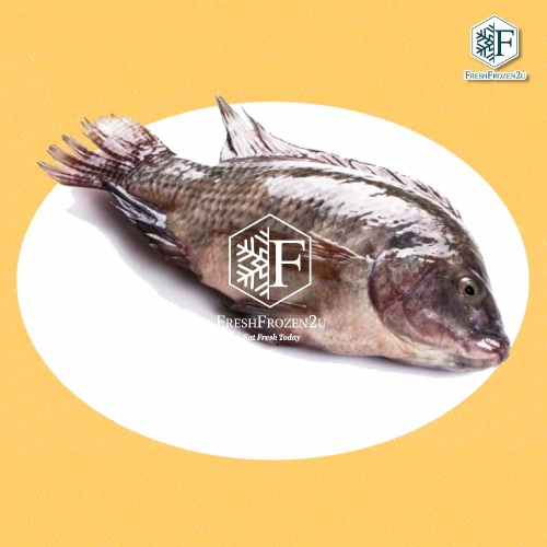 Fish Black Tilapia 黑非洲鱼 (950g+-)