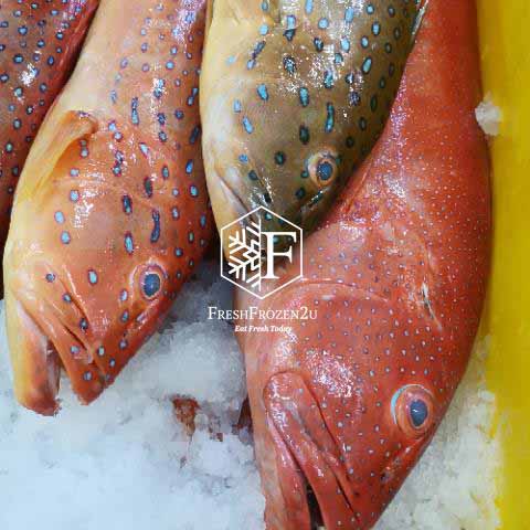Coral Trout Whole Fish Cleaned (850g+-) 七星斑