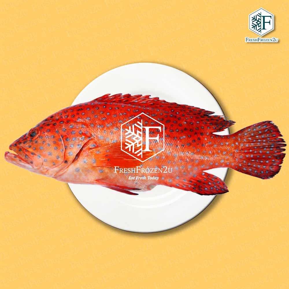Coral Trout Whole Fish Cleaned (850g+-) 七星斑