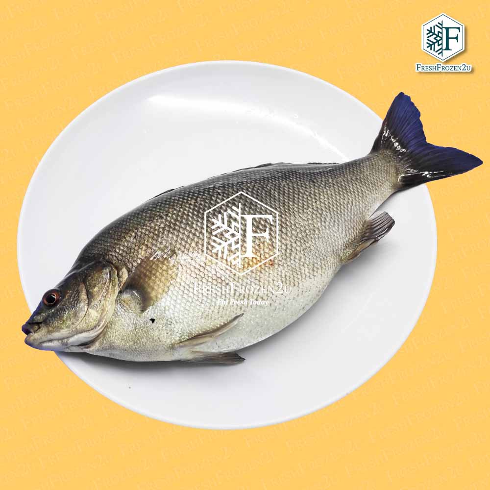 Fish Jade Perch 宝石鲈鱼 (350gm-+)