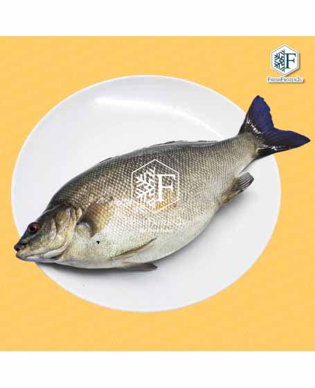 Fish Jade Perch 宝石鲈鱼 (450gm-+)