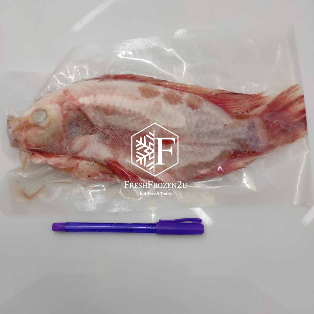 Fish Red Tilapia 红非洲鱼 (750gm+-)